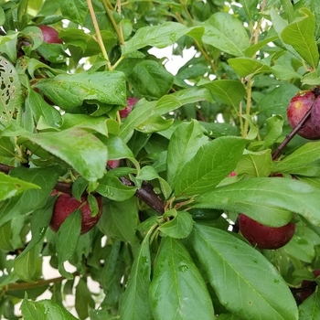 Prunus salicina 'Satsuma' 