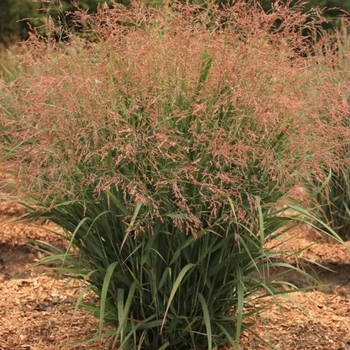 Panicum virgatum 'Smoky Rose®' PP28017P2