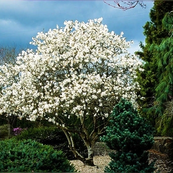 Magnolia stellata 'Royal Star' 