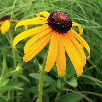 Rudbeckia fulgida 'Early Bird Gold' PP20286