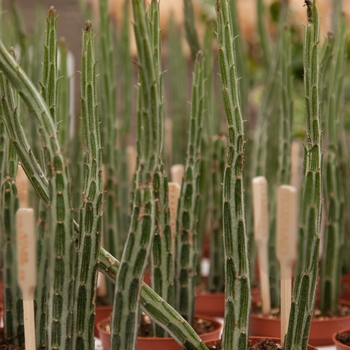 Senecio stapeliiformis