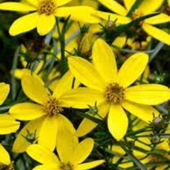 Coreopsis 'Mayo Clinic Flower of Hope' 