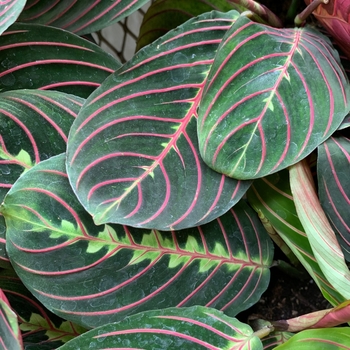 Maranta leuconeura