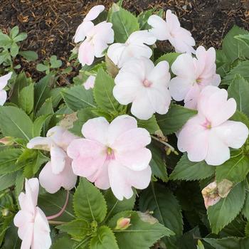 Impatiens Sol Luna Prime™ Pearl