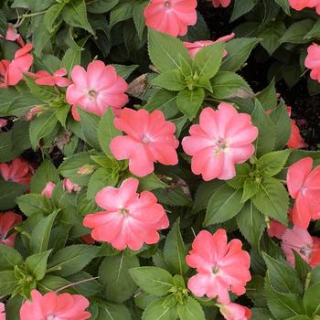 Impatiens Sol Luna Prime™ Peach