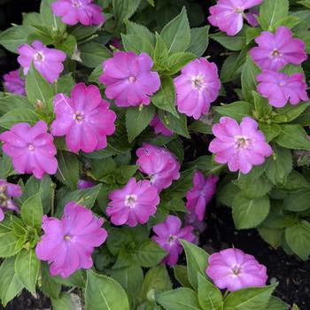 Impatiens Sol Luna Prime™ Orchid