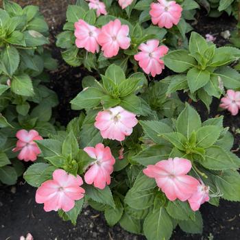Impatiens Sol Luna Prime™ '' (305994)