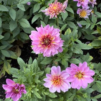 Dahlia Venti™ 'PinkBurst'