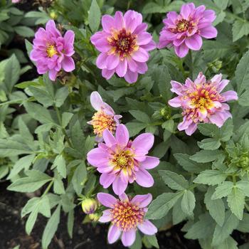 Dahlia Venti™ 'PinkBurst' (305998)