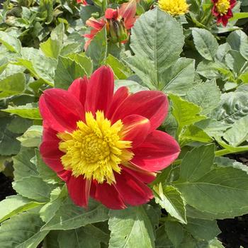 Dahlia Venti™ 'FireBurst'