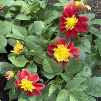 Dahlia Venti™ 'FireBurst' (306002)