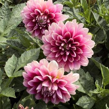 Dahlia 'Purple Lace' 