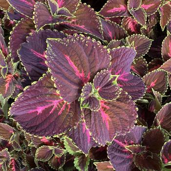 Coleus 'Franklin Street' 