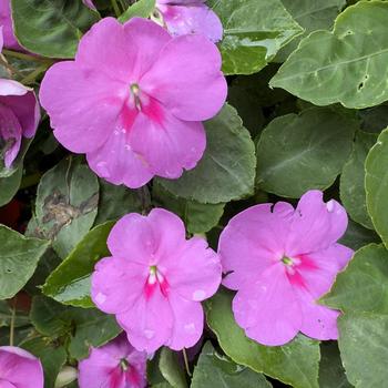 Impatiens walleriana Beacon® Blue Pearl