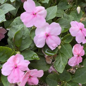 Impatiens walleriana Beacon® Pink Light