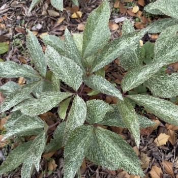 Helleborus The Rockies 'Snowshoe Mountain' (306011)