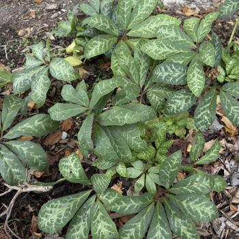 Helleborus The Rockies 'Hollowtop Mountain' (306028)