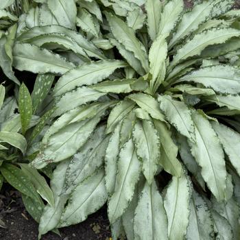 Pulmonaria 'Silver Scimitar' (306030)