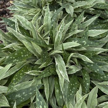 Pulmonaria 'Silver Scimitar' (306031)