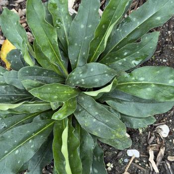 Pulmonaria Nova® 'Cobalt' (306032)