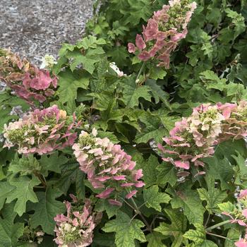 Hydrangea quercifolia 'JoAnn' PP27879 Can 5639