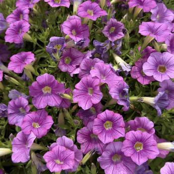 Petunia 'Purple Fantasy' 