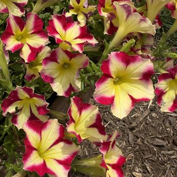 Petunia Slingshot™ 'Cherry Tartwheel' (306037)