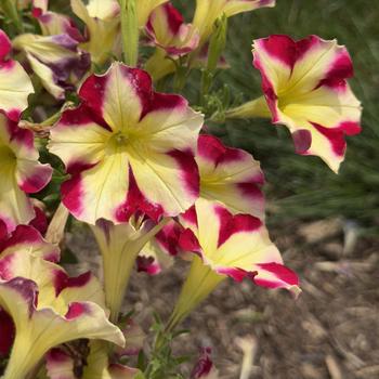 Petunia Slingshot™ 'Cherry Tartwheel' (306038)