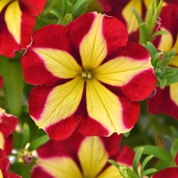 Petunia Slingshot™ 'Cherry Tartwheel' (306039)