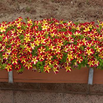 Petunia Slingshot™ 'Cherry Tartwheel' (306040)