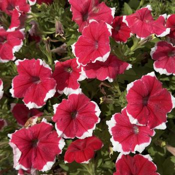 Petunia Headliner™ '' (306041)