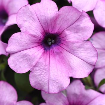 Petunia Headliner™ '' (306042)