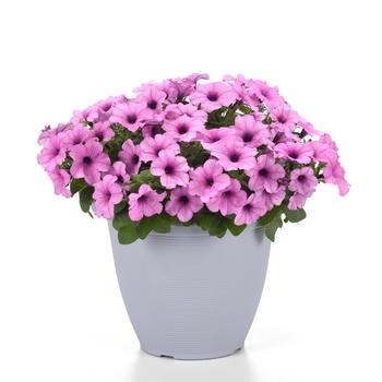 Petunia Headliner™ '' (306043)