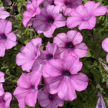 Petunia 