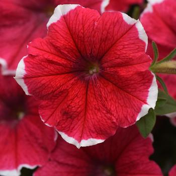 Petunia Headliner™ '' (306045)