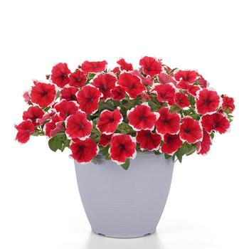 Petunia 
