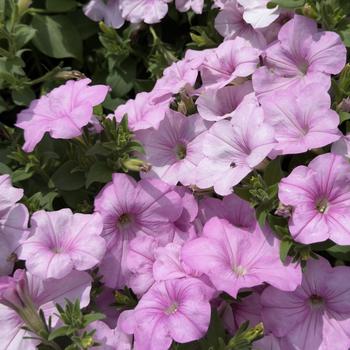 Petunia 
