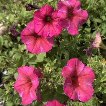 Petchoa SuperCal® Premium 'Coral Star' (306049)