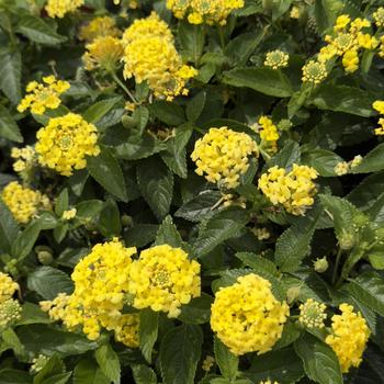 Lantana camara Shamrock™ Yellow