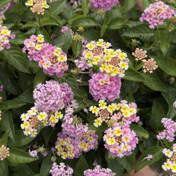 Lantana camara