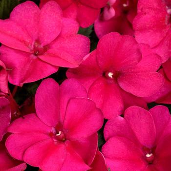Impatiens 'SAKIMP029' PP26692