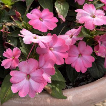 Impatiens 'SAKIMP080' 