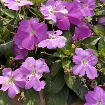 Impatiens SunPatiens® '' (306058)