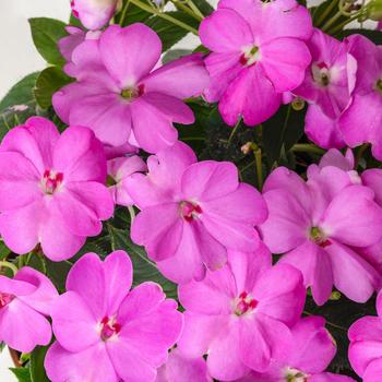 Impatiens SunPatiens® '' (306059)
