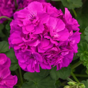 Pelargonium Solera™ Purple