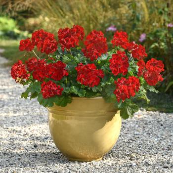 Pelargonium Solera™ '' (306063)