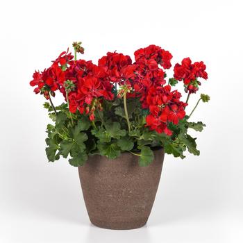 Pelargonium 'TOSPL200223' PPAF