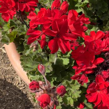 Pelargonium x hortorum Moonlight™ 'Dark Red' (306065)