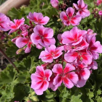 Pelargonium x hortorum Moonlight™ '' (306067)
