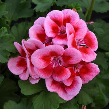 Pelargonium x hortorum 'KLEPZ21615' PP34708
